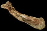 Unidentified Theropod (Raptor) Humerus - Montana #129379-3